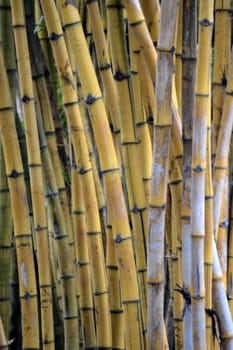 bamboo tree that can be found many in asian countries