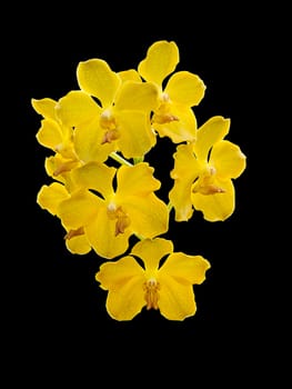 Vanda orchid flowers isolated on white background 