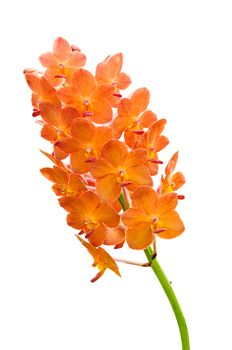 Orchid flowers isolated on white background 