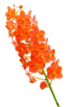 Orchid flowers isolated on white background 