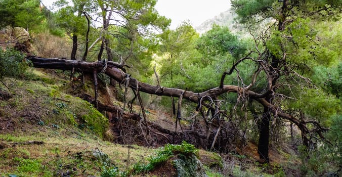 Fallen tree in the forest