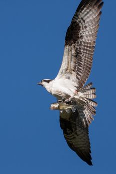Soaring osprey carrying a bass in it's talons 