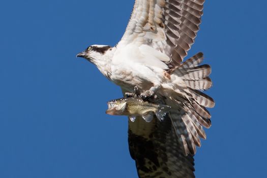 Soaring osprey carrying a bass in it's talons 