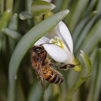Macro photo of a honey bee on a snowdrop flower on a green floral background