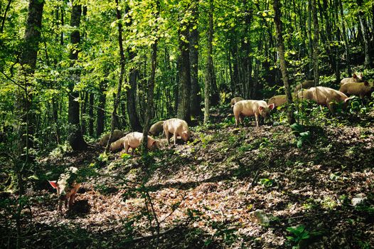 Herd of italian pigs eating acorns of oaks in the forest