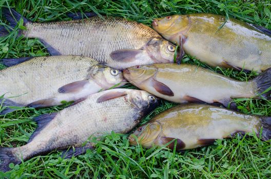 close up of group of large shiny tench and bream on the meadow