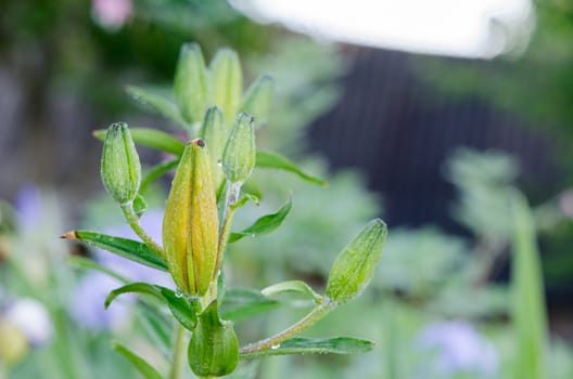 close up of lily (Lilium) bud on rainy day spring