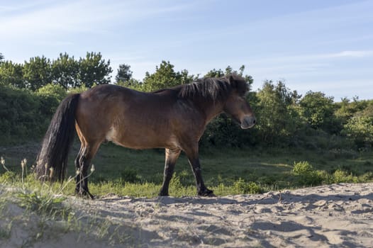 brown horse in dutch nature