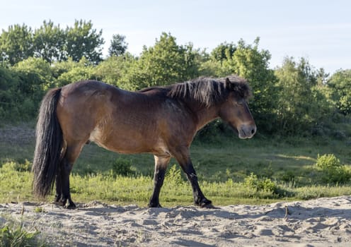 brown horse in dutch nature