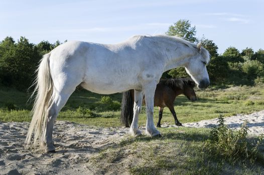 white and brown horse in dutch nature