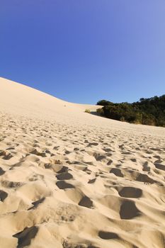 tangalooma sand hill at Tangalooma island, Australia
