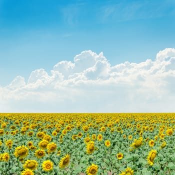 cloudy sky over field with sunflowers