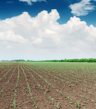 spring field with little shot and clouds over it