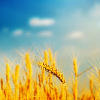 golden barley on field in sunset. soft focus