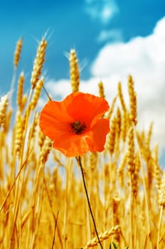 red poppy in golden harvest under blue sky