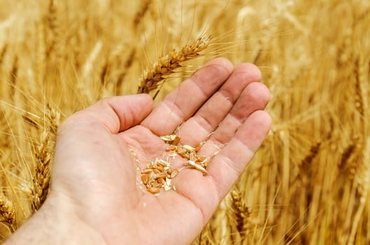 grain of wheat in hand on field