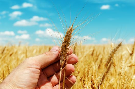 showing of new rip harvest in hand. golden field under blue sky