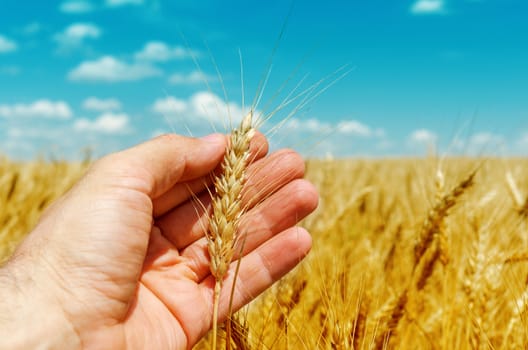 hand is holding golden barley over field