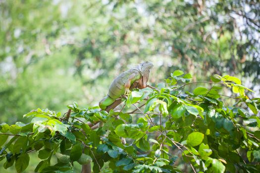 iguana reptile sitting on the tree