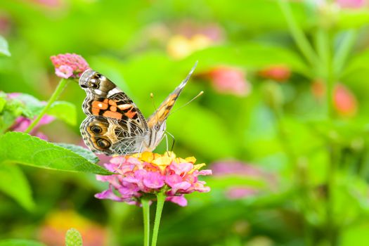 Butterfly feeding on the nectar of colorful flowers in Costa Rica.