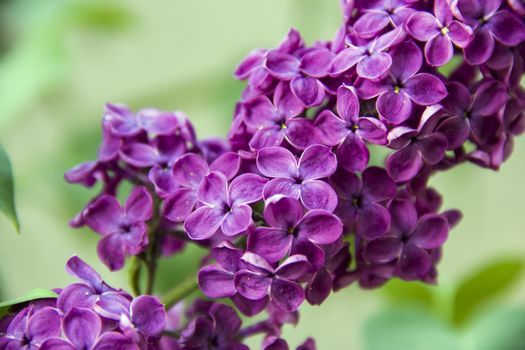 beautiful branch of Syringa lilac purple closeups