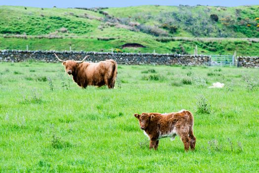 Scottish highland cattle - grazing hairy calf with cow