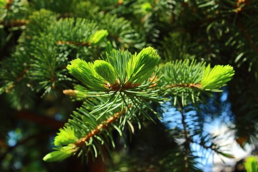 Delicate light green needles updated spring spruce