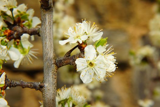 Mirabellenblüten Makro