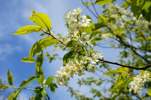 Traubenkirsche Blüte Makro