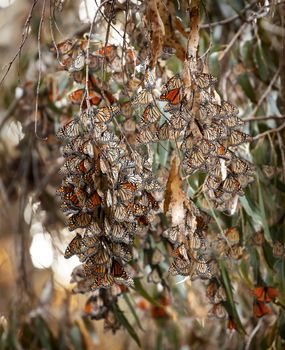 Thousands of Monarch Butterflies Migration Breeding Ellwood Mesa Butterfly Garden Goleta California 