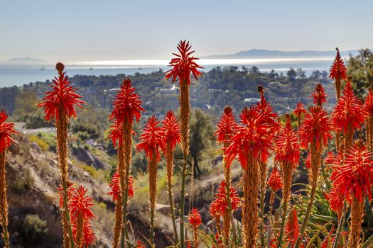 Orange Aloe Arborescens Cactus Flowers Morning Pacific Oecan View East Mountain Road Channel Islland Oil Platforms Santa Barbara California 