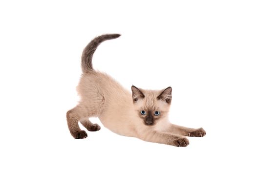 A siamese kitten stretching on a white background