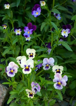 Tricolor pansy flower plant natural background, summer time