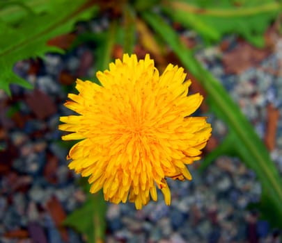 One yellow flower dandelion.Very beautiful flower dandelion