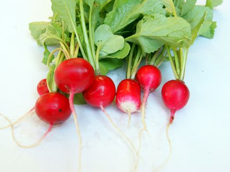 Small garden radish isolated on white background