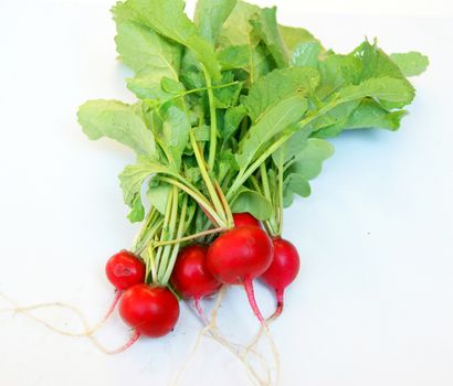 Small garden radish isolated on white background