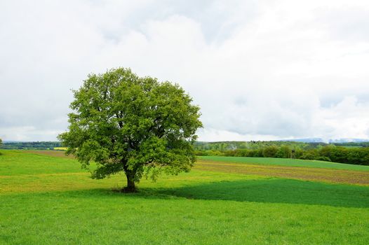 einzelne Eiche auf grünen Feldern