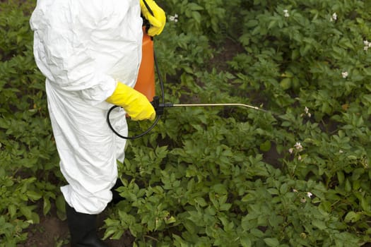 Vegetables spraying with pesticides in a garden