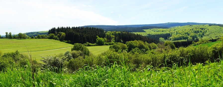 Haardtwald im Hunsrück Panorama im Frühling