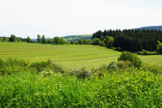 grüne Waldwiese im Mai