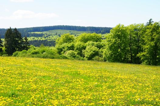 Löwenzahnwiese am Haardtwald im Hunsrück