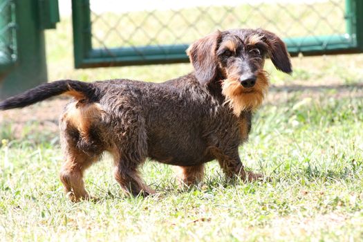Coarse haired dachshund posing in the city park