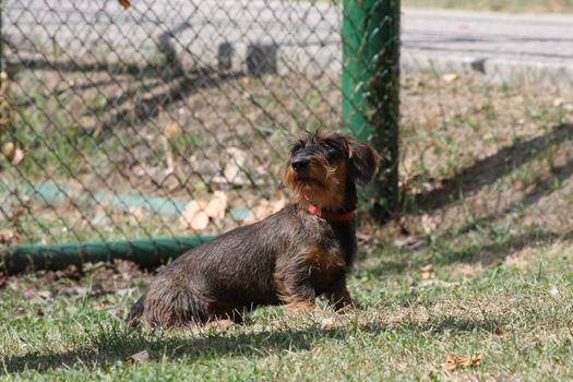 Coarse haired dachshund posing in the city park