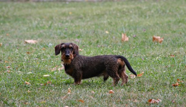 Coarse haired dachshund posing in the city park