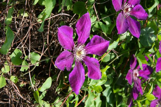Violet clematis in the rural garden