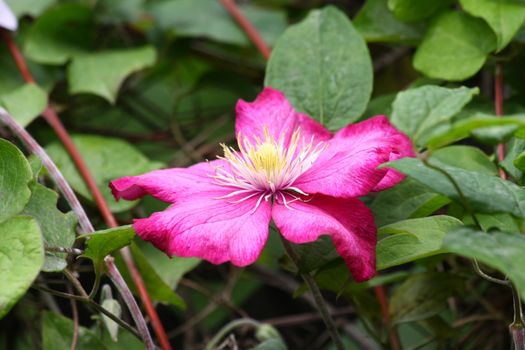Close up of violet clematis in the rural garden