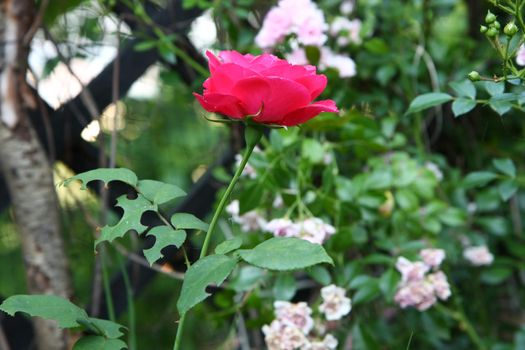 Red rose in urban garden