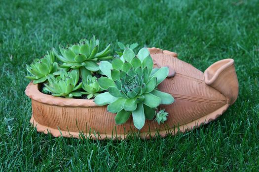 Pinwheel in flowerpot of the shape of traditional serbian footwear 