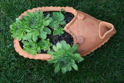 Pinwheel in flowerpot of the shape of traditional serbian footwear