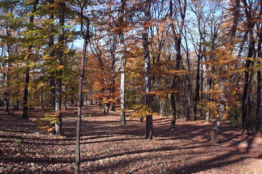 Forest on the mountain Avala close to Serbian capital,Belgrade
